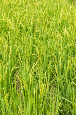 Rice field in country, Thailand