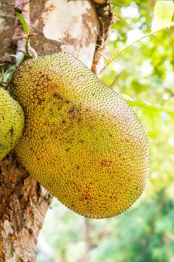 Genç Jackfruit ağaçta, Tayland