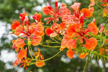 Tavuskuşu çiçekleri ağaçta, Tayland