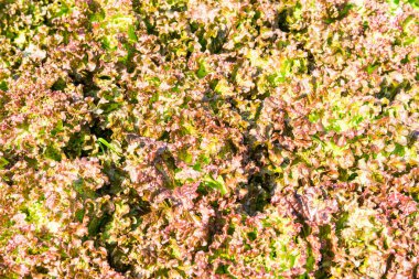 Red Frisee Marul Bahçede, Tayland.