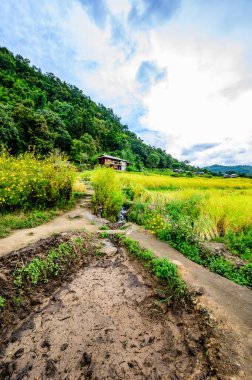 Pa Bong Piang Rice Terraces at Chiang Mai Province, Thailand.