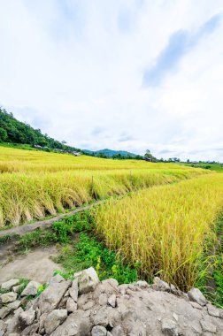 Pa Bong Piang Rice Terraces at Chiang Mai Province, Thailand.