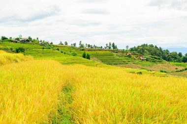 Pa Bong Piang Rice Terraces at Chiang Mai Province, Thailand.