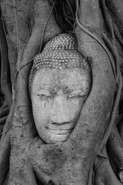 Mahathat Tapınağı, Ayutthaya, Tayland 'daki ağaç köklerinde Buda heykelinin başı.