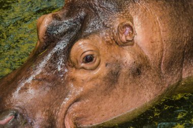 Tayland 'da su aygırlarına yaklaş..