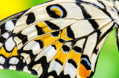 Kelebeğin güzel kanadı, Tayland