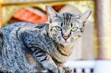 Tay kedisi nin portresi, Tayland