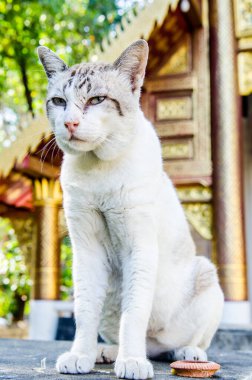 Tayland Tayland beyaz kedi portresi