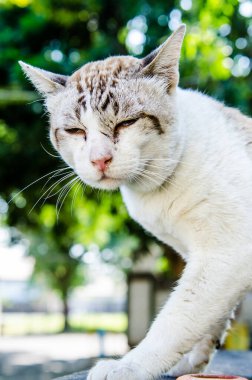 Tayland Tayland beyaz kedi portresi