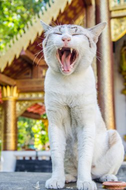 Tayland Tayland beyaz kedi portresi