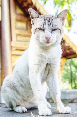 Tayland Tayland beyaz kedi portresi