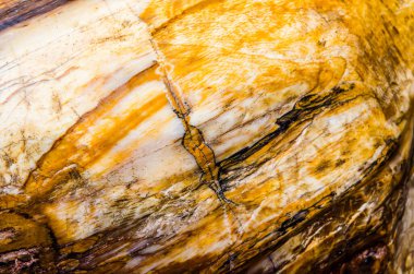 Kahverengi kayanın arka planı, Tayland