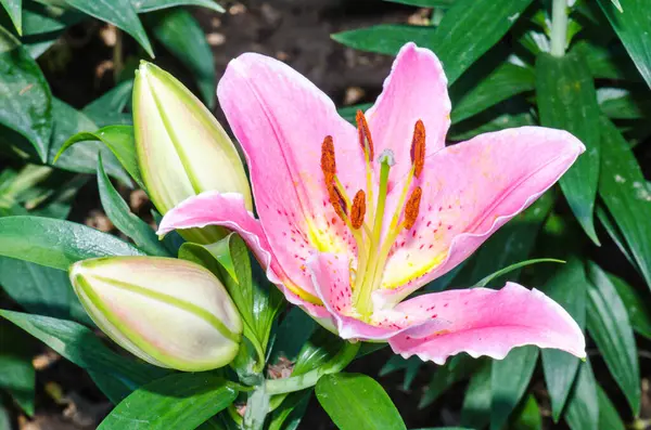 Pembe zambak çiçeğine yakın, Tayland.