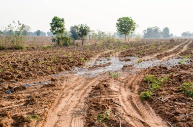 Kuru tarlalı köy yolu, Tayland