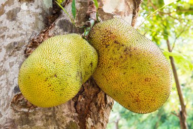 Genç Jackfruit ağaçta, Tayland