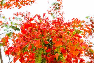 Tavuskuşu çiçekleri ağaçta, Tayland