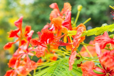 Tavuskuşu çiçekleri ağaçta, Tayland