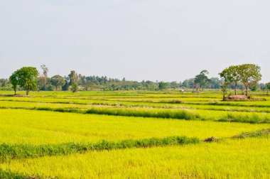 Tayland 'da yeşil alan.