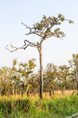 Pa Hin Ngam Ulusal Parkı, Tayland Ağaçları