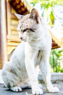 Tayland Tayland beyaz kedi portresi