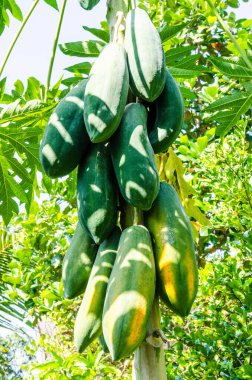 Taze papaya ağaçta, Tayland.