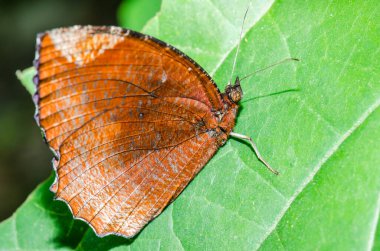 Tayland 'da yeşil yaprak üzerinde kahverengi kelebek