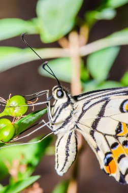 Tayland, halk parkında güzel bir kelebek