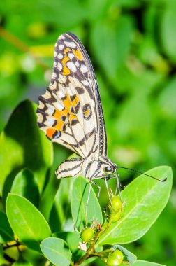 Tayland, halk parkında güzel bir kelebek