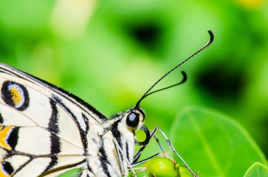 Tayland, halk parkında güzel bir kelebek