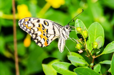 Tayland, halk parkında güzel bir kelebek