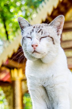 Tayland Tayland beyaz kedi portresi