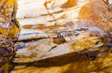Kahverengi kayanın arka planı, Tayland
