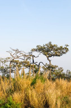 Pa Hin Ngam Ulusal Parkı, Tayland Ağaçları