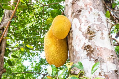 Genç Jackfruit ağaçta, Tayland