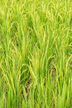 Rice field in country, Thailand