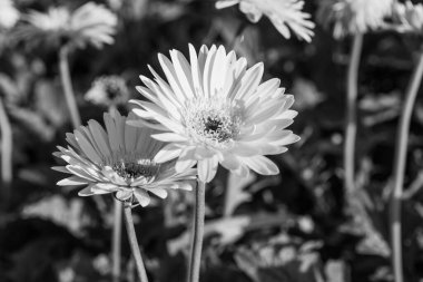 Gerbera bahçede, Tayland 'da.