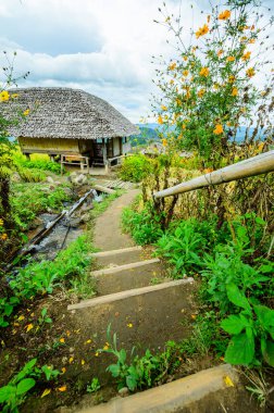 Pa Bong Piang Rice Terraces at Chiang Mai Province, Thailand.