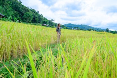 Asian Woman with Pa Bong Piang Rice Terraces at Chiang Mai Province, Thailand.