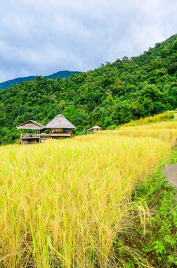 Pa Bong Piang Rice Terraces at Chiang Mai Province, Thailand.