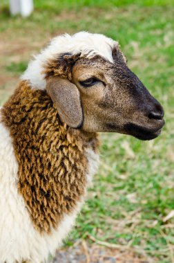 kafa kahverengi koyun, Tayland.