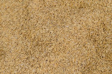 Değirmensiz pirinç arka planı, Tayland.