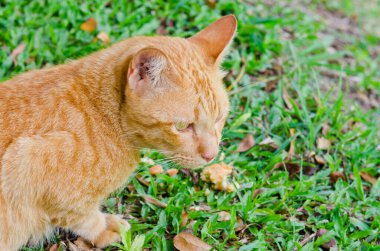 Tay kedisi nin portresi, Tayland.