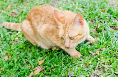 Tay kedisi nin portresi, Tayland.