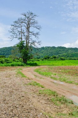 Dağlı ve mavi gökyüzü olan ağaç, Tayland.