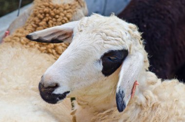 kafa kahverengi koyun, Tayland.