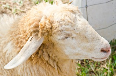 kafa kahverengi koyun, Tayland.