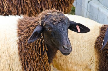 kafa kahverengi koyun, Tayland.