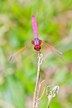 Doğal arka planda yakın plan yusufçuk, Tayland.