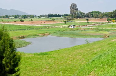 Tayland 'da süt ineği çiftliği manzarası.