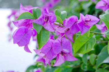 Doğal geçmişi olan Violet Bougainvilleas, Tayland.